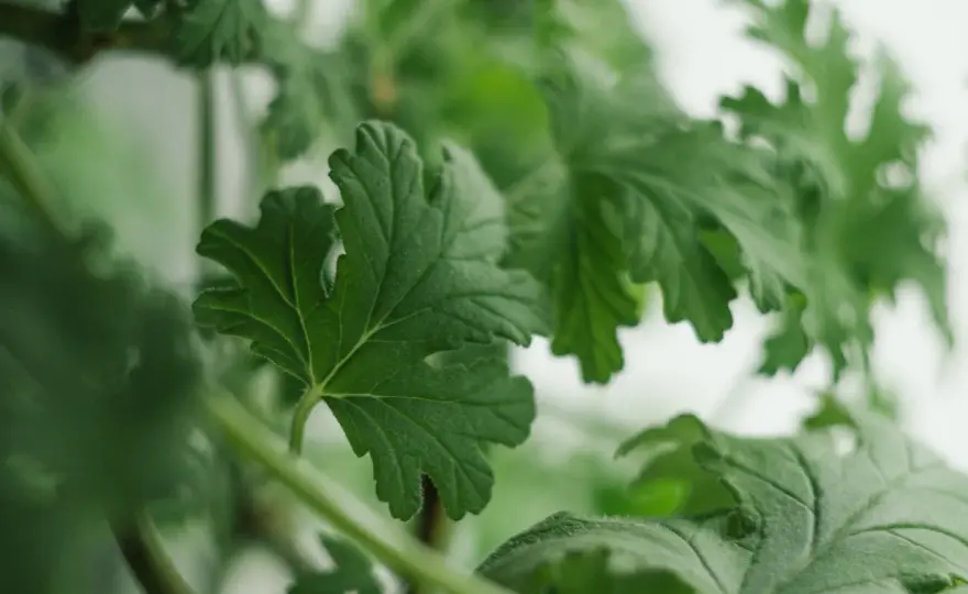 Piante aromatiche al limone - Scegli la tua e coltivala