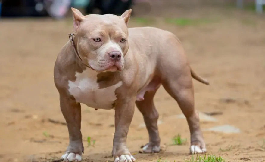 American Bully - Charakter, odmiany i koszty. Komu pasuje ta rasa?
