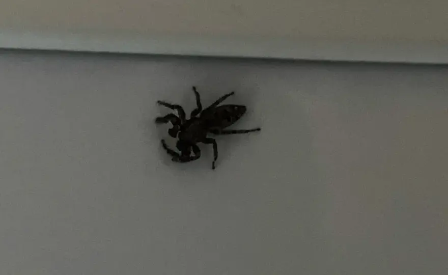 Hoppspindel inomhus? Så gör du utan att skada den