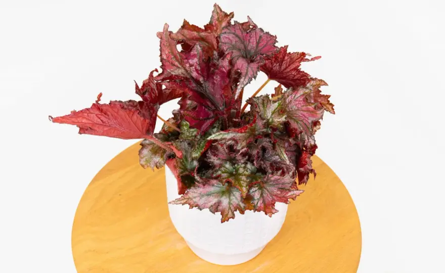 Begonia domowa - Jak wybrać idealną odmianę do mieszkania?