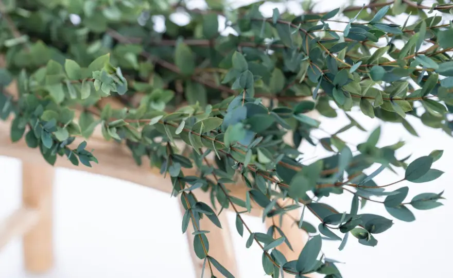 Eucalyptus séché - Créez des bouquets durables et élégants