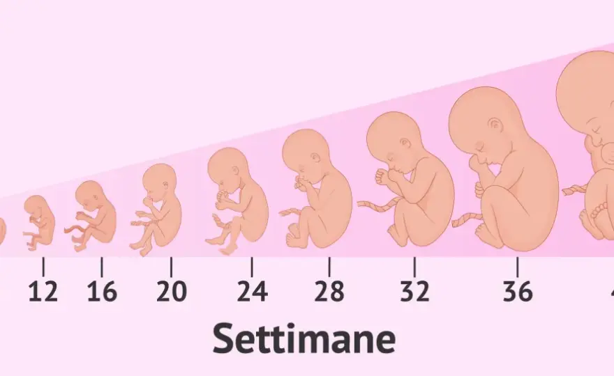 36 settimane di gravidanza: quanti mesi sono? La verità