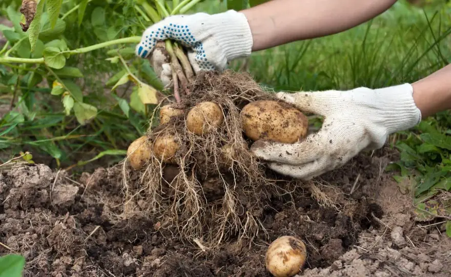 Kartoffeln anbauen - So gelingt die Ernte im eigenen Garten!
