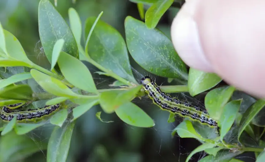 Ćma bukszpanowa - naturalni wrogowie. Czy natura pomoże?