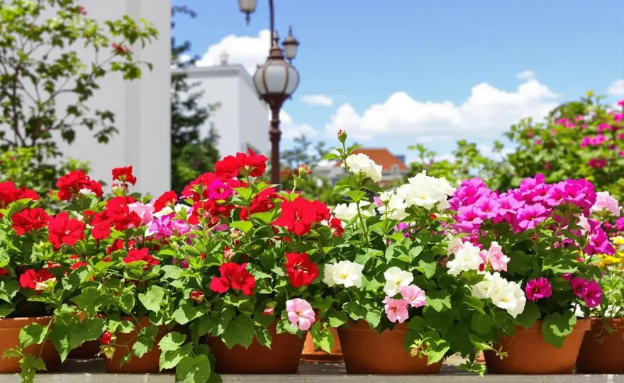 Arrosage géranium - Évitez les erreurs, boostez la floraison