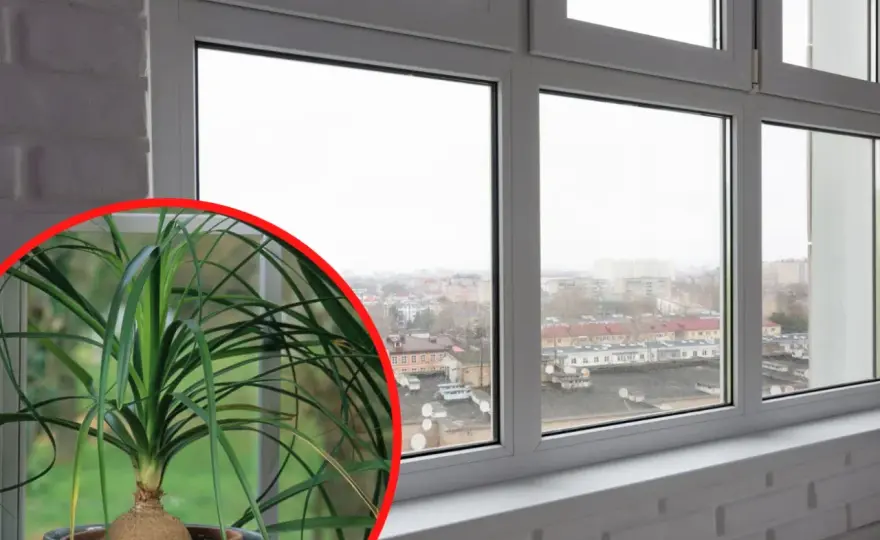 Nolina przycinanie - Jak to zrobić bezpiecznie i bez błędów?