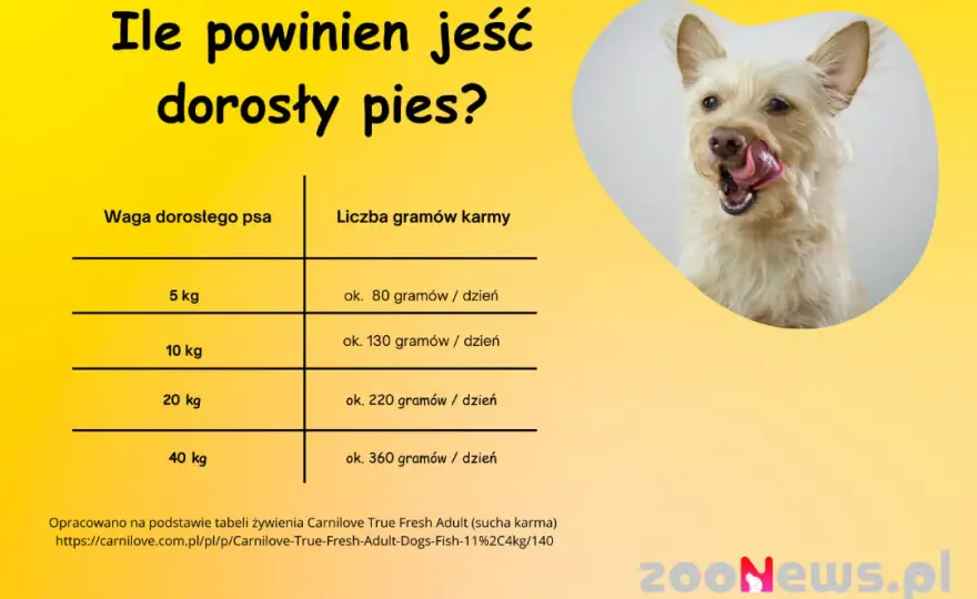 Ile karmy dla szczeniaka? Tabele, porady i zdrowy wzrost pupila