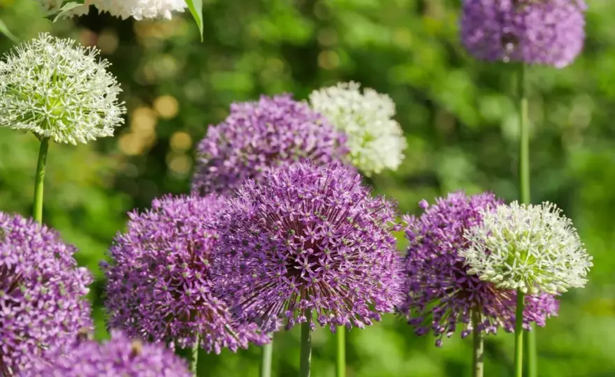 Allium i trädgården - Så lyckas du med prydnadslök år efter år