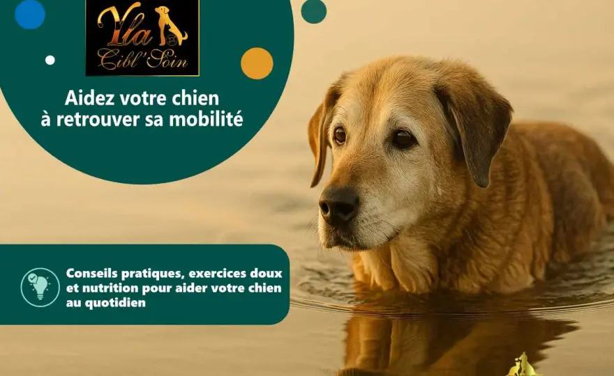 Massage chien arthrosique - Soulagez-le avec douceur