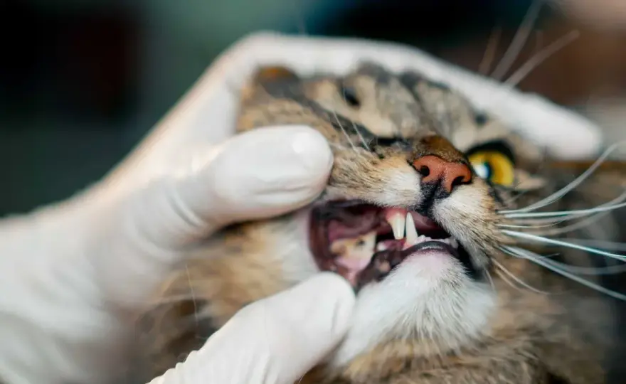 Gingivitis felina - Remedios caseros que sí funcionan y cuándo ir al veterinario