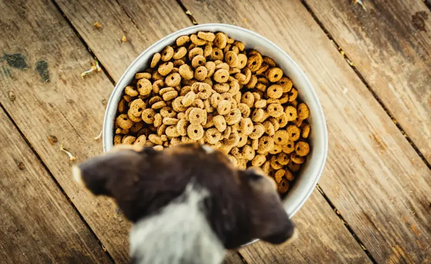 Croquettes chat pour chien - Quels sont les risques ?