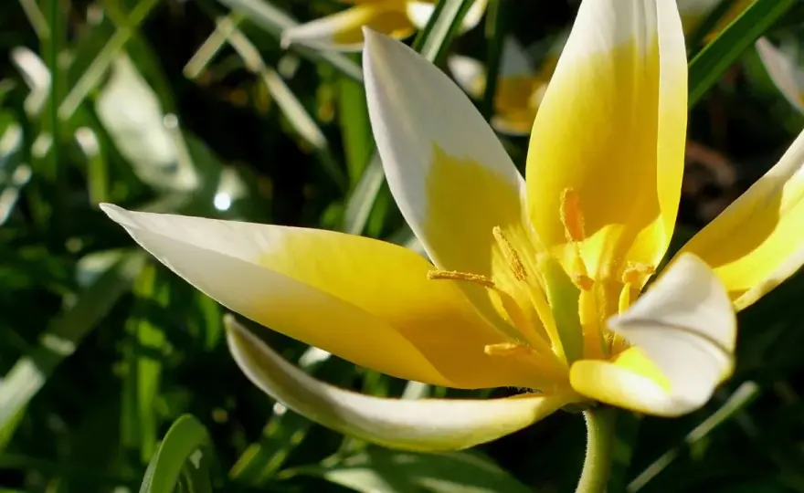 Tulipany botaniczne - piękno i wsparcie dla zapylaczy w ogrodzie