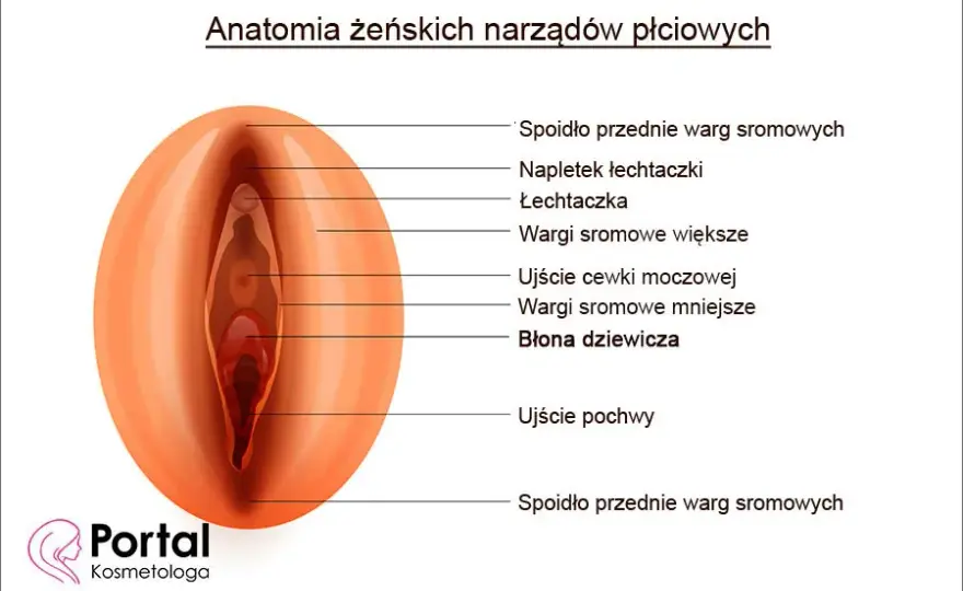 Jak poznać, że kobieta jest dziewicą - prawda o virginity i znakach