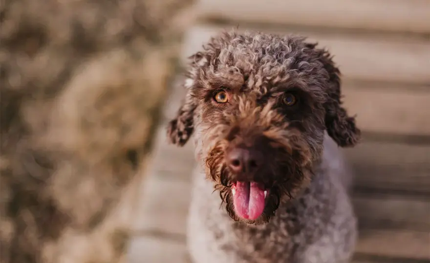 Perro de agua español - Más allá del rizo: ¿Es para ti?