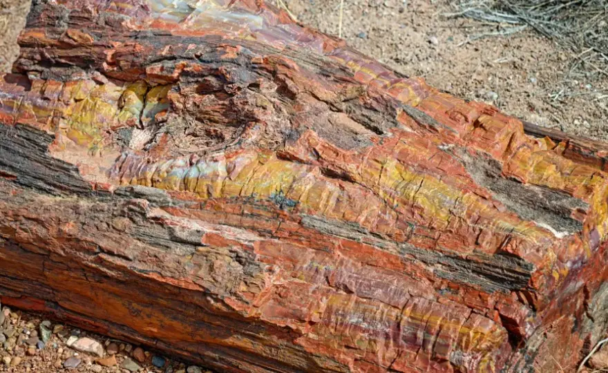 Versteinertes Holz - Woran erkennt man echte Fossilien und Fundorte?