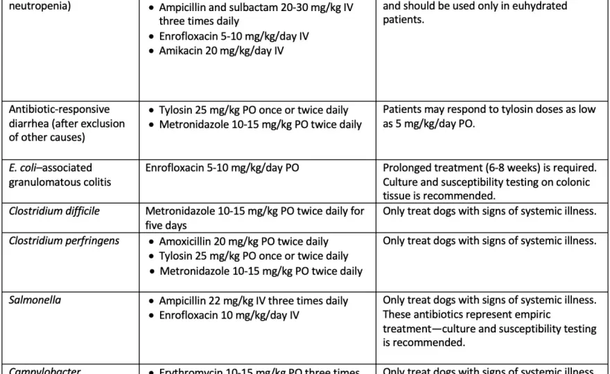 Dog Clostridium - Symptoms, Treatment & Recovery Guide