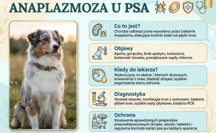 Anaplazmoza u psa - objawy, diagnoza i skuteczna profilaktyka
