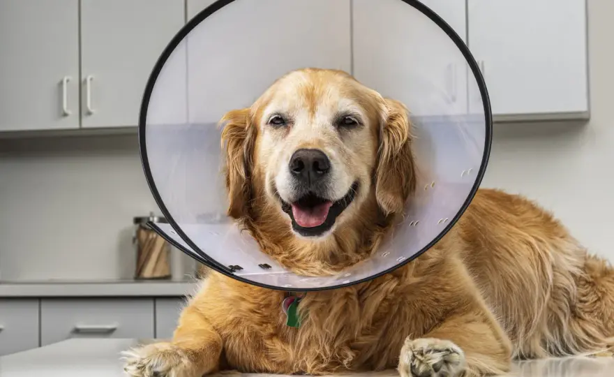 Is Bacitracin Safe for Dogs? What Vets Want You to Know