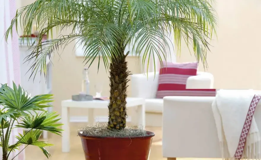 Kwitnienie palm w domu - Kiedy i dlaczego?