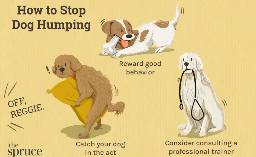 Why Do Dogs Hump? Real Reasons & How to Stop It