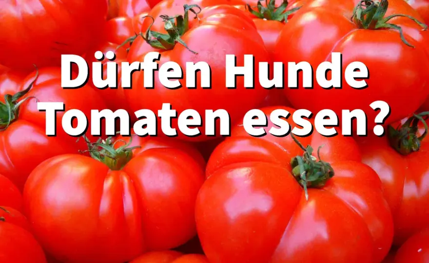 Dürfen Hunde Tomaten essen? So viel ist okay