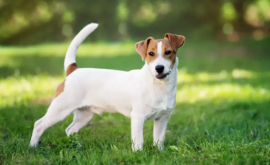 Jack Russell Terrier: ¿Es el perro ideal para ti? Guía completa