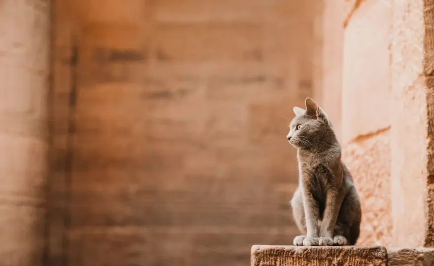 Co golili Egipcjanie po śmierci kota? Nie głowę, a...