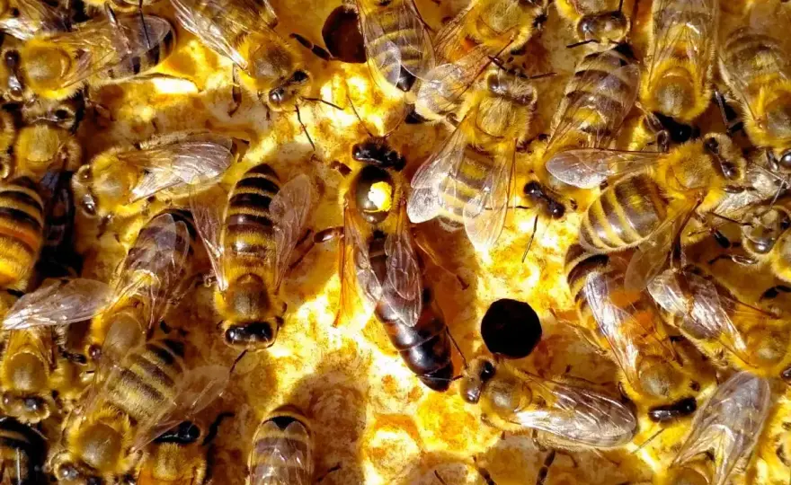 Nalewka propolisowa - ile propolisu na 0,5 l spirytusu?