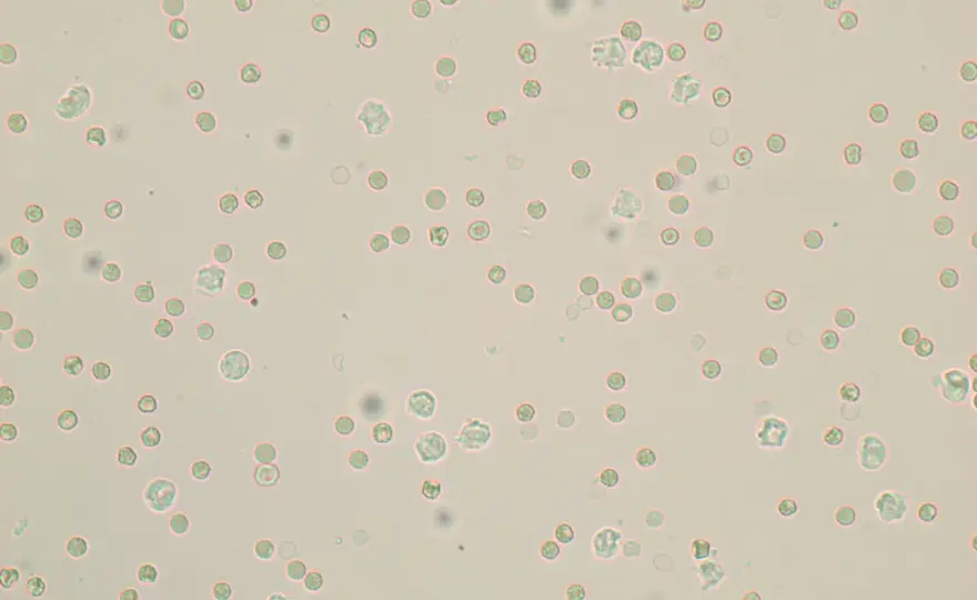 Erytrocyty w moczu psa/kota - Co oznaczają i co dalej?