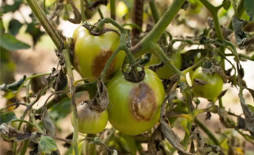 Septoriosi del pomodoro, come riconoscerla e fermarla