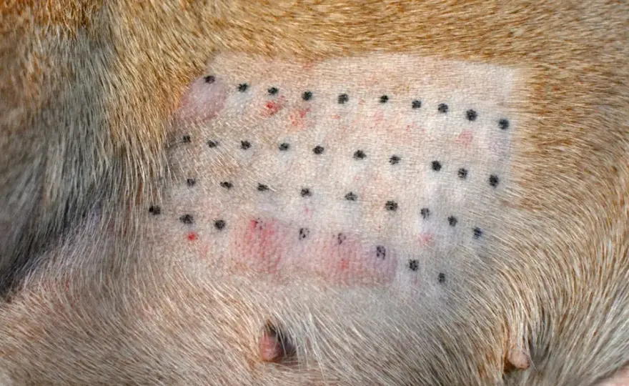 Alergia u psa - objawy, leczenie i jak pomóc pupilowi?