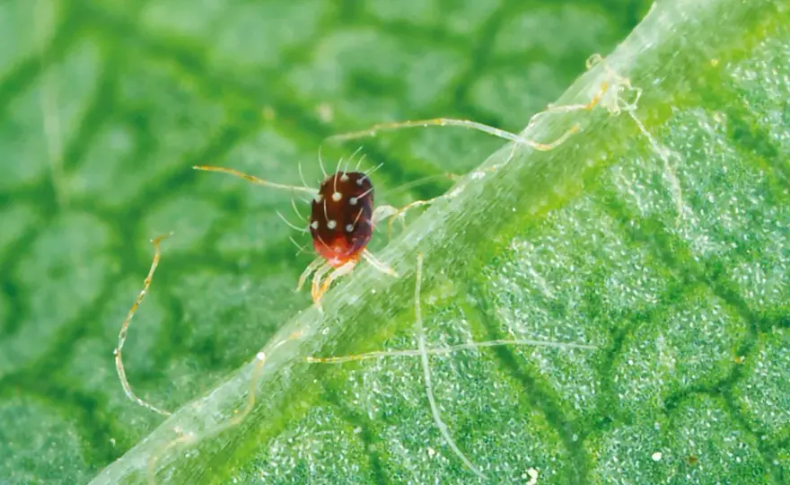 Acariens sur les plantes - reconnaître les signes et agir