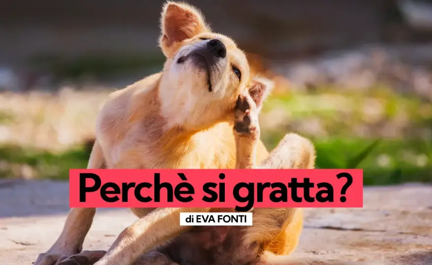 Cane si gratta - Quando preoccuparsi e cosa fare?