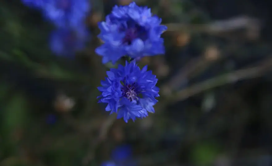 Blå blommor i trädgården - Så lyckas du med din plantering