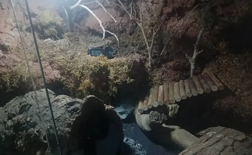 Wilgotność w terrarium - jak ją ustabilizować bez pleśni?