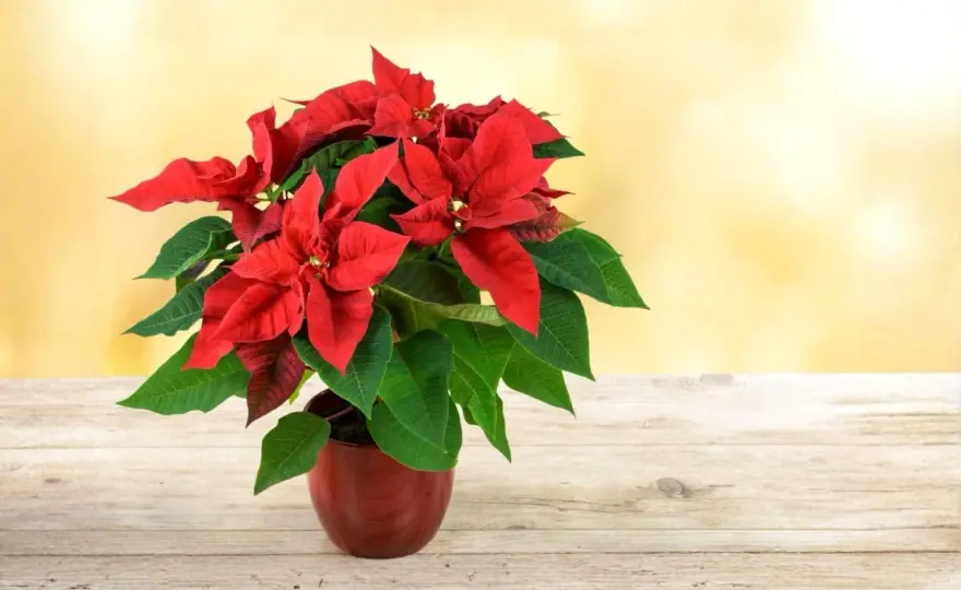 Poinsettia - Le guide simple pour le garder beau toute l'année