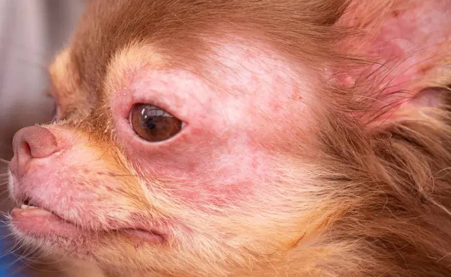 Allergie au chien adulte - Causes, signes et solutions concrètes