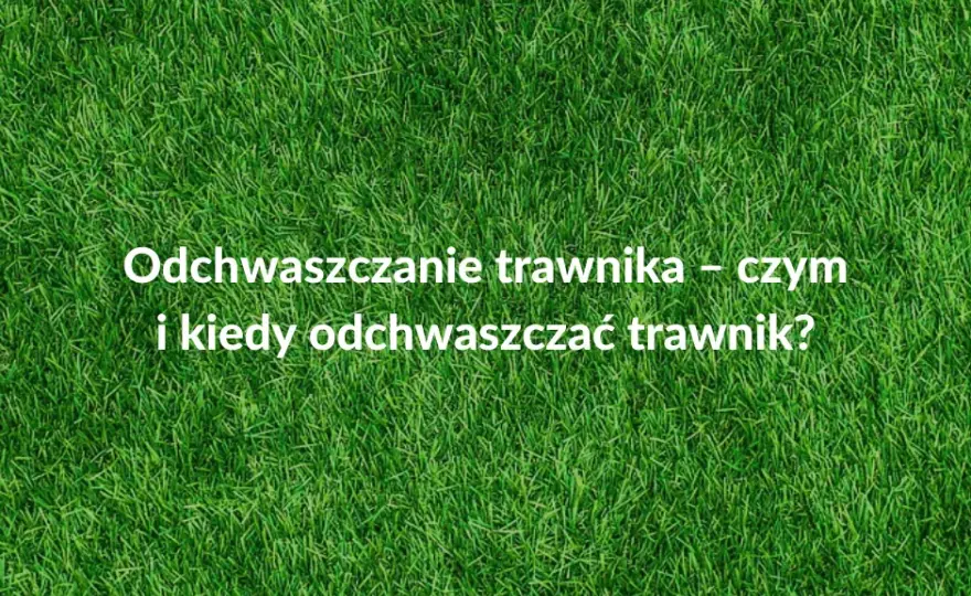 Kiedy opryskiwać chwasty na trawniku, aby uniknąć ich rozwoju?