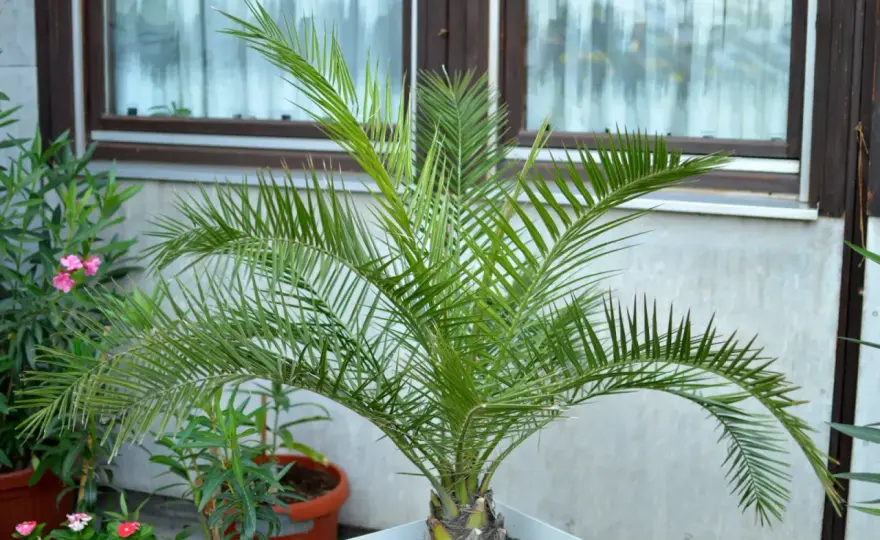Daktylowiec kanaryjski w domu - Pielęgnacja krok po kroku