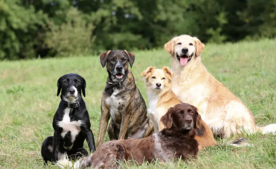 Begleithund-Rassen - welcher Hund wirklich zu dir passt