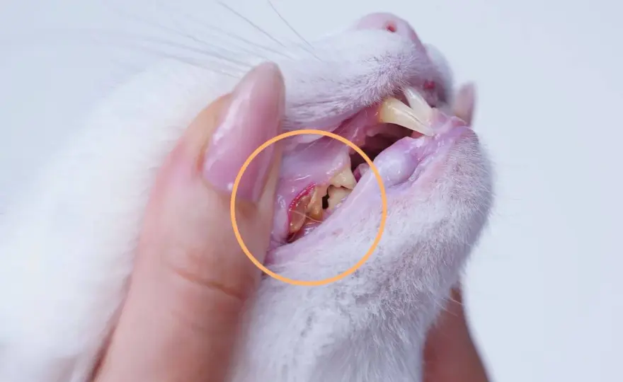 FORL bei Katzen - woran du es erkennst und was wirklich hilft