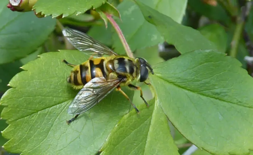 Sirfidi, pungono o sono innocui? Come riconoscerli in giardino