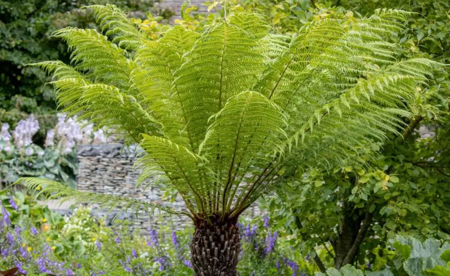 Dicksonia antarctica - culture, arrosage et protection contre le gel