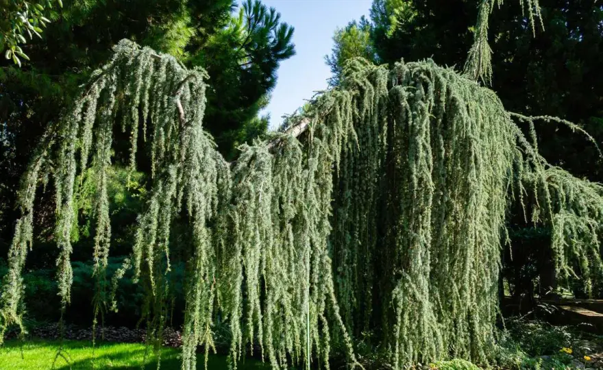 Quel arbre pleureur choisir pour son jardin ? Nos conseils