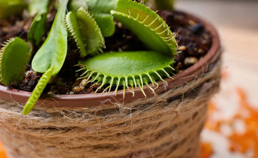 Plantes carnivores d’intérieur - bien choisir et les entretenir