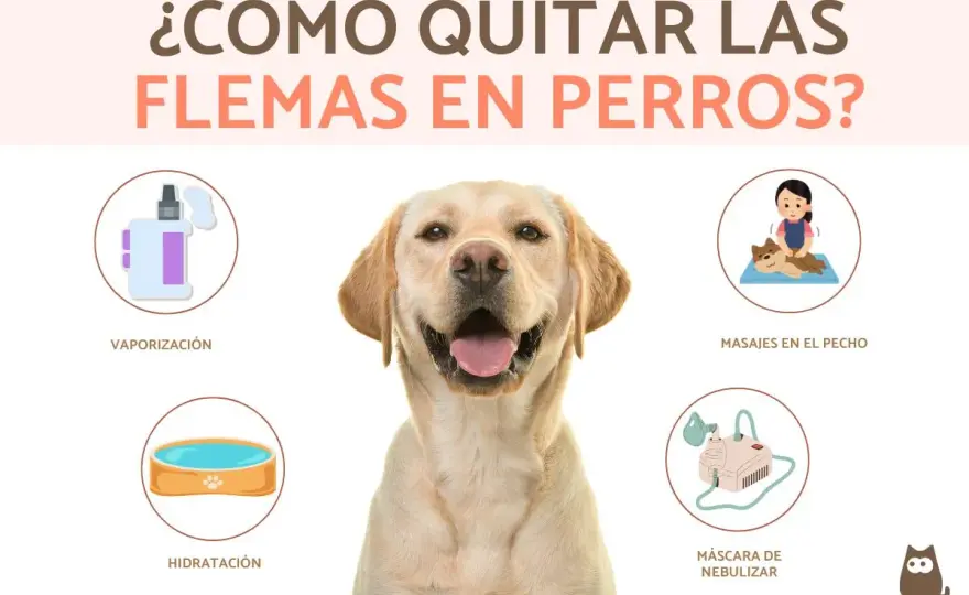 Flemas en perros - Cuándo preocuparse y cómo actuar