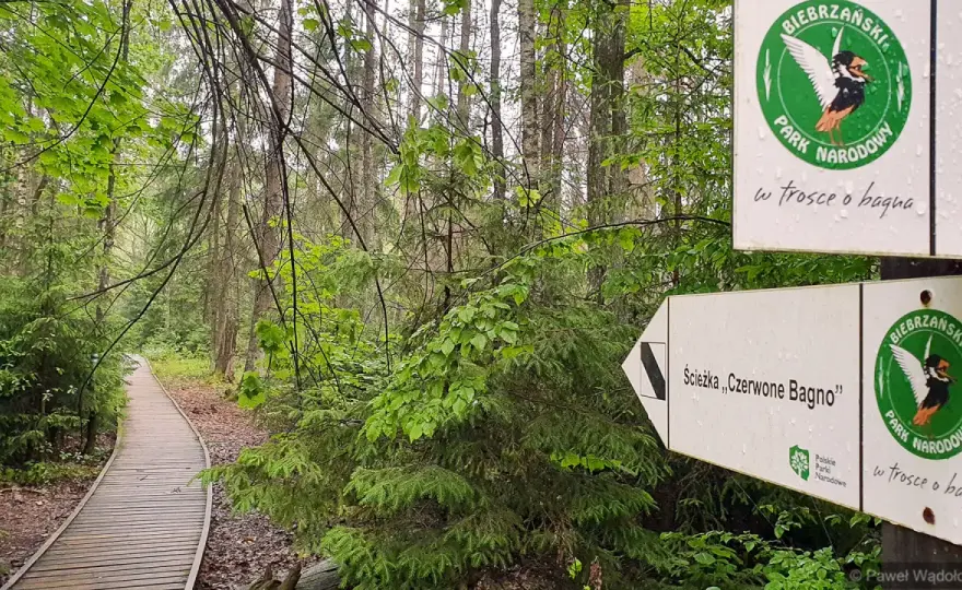 Czerwone Bagno: Odkryj sekrety serca Biebrzańskiego Parku Narodowego