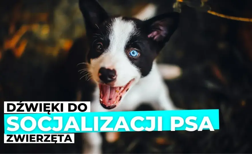 Piszczenie szczeniaka: Rozszyfruj sygnały i skutecznie mu pomóż