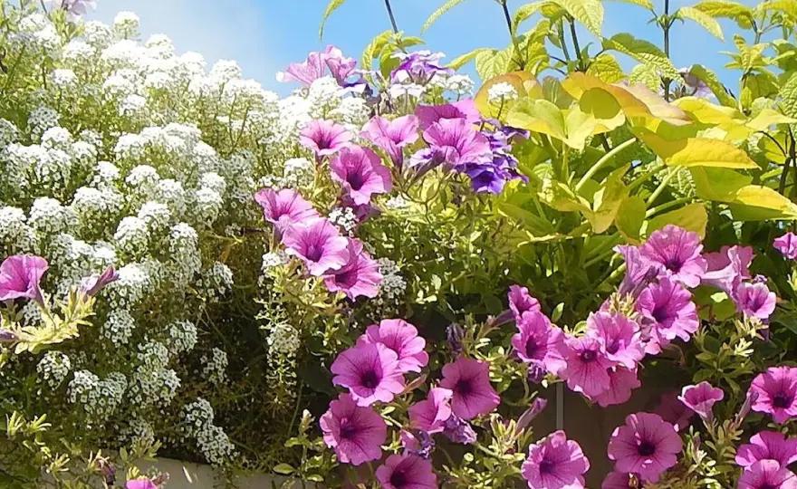 Balcon plein soleil - Quelles plantes choisir pour un été réussi ?