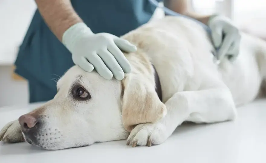 Symptome von Borreliose beim Hund: Warnzeichen, die Sie kennen sollten